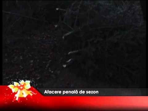Afacere penală de sezon