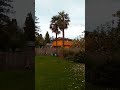 windmill palm trees in Gladstone,oregon