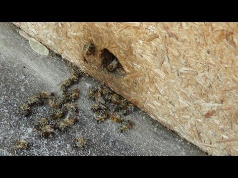 Проверка пчелы в середине зимы, пасека Валека