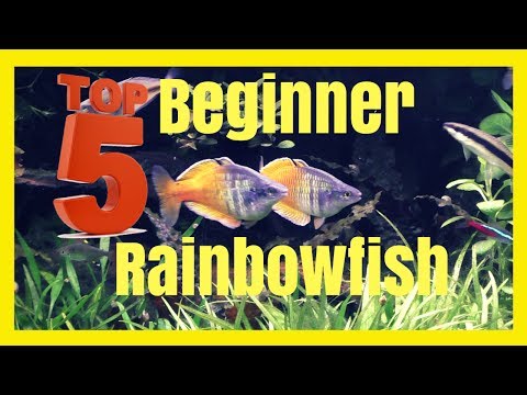 Top Five Beginner Rainbowfish - Excellent Community Fish