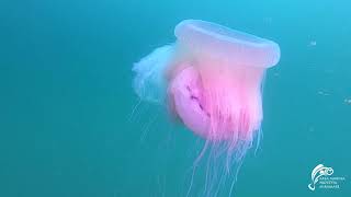 The Drymonema dalmatinum--Rare Pink Giant Jellyfish