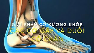 Các cơ gấp và duỗi cổ chân