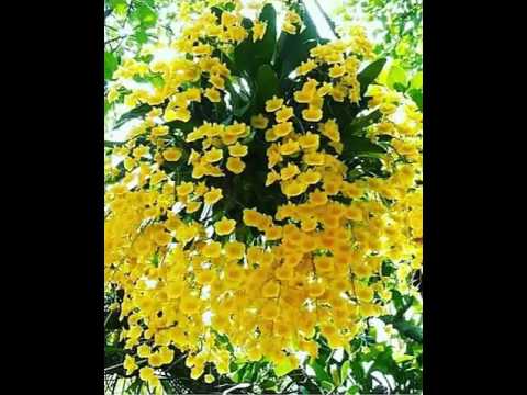 119 Programa Despertar pra Vida (20 \11\ 2019)