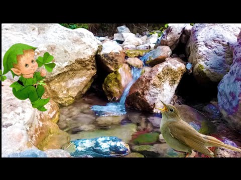 журчание ручья звук. пение птиц и журчание ручья. пение птиц и журчание ручья. журчание ручья и пение птиц. природа ручей птицы.