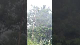 Download lagu suara burung pikat bayan suara khas betet jantan... mp3 Download lagu suara burung pikat bayan suara khas betet jantan... mp3