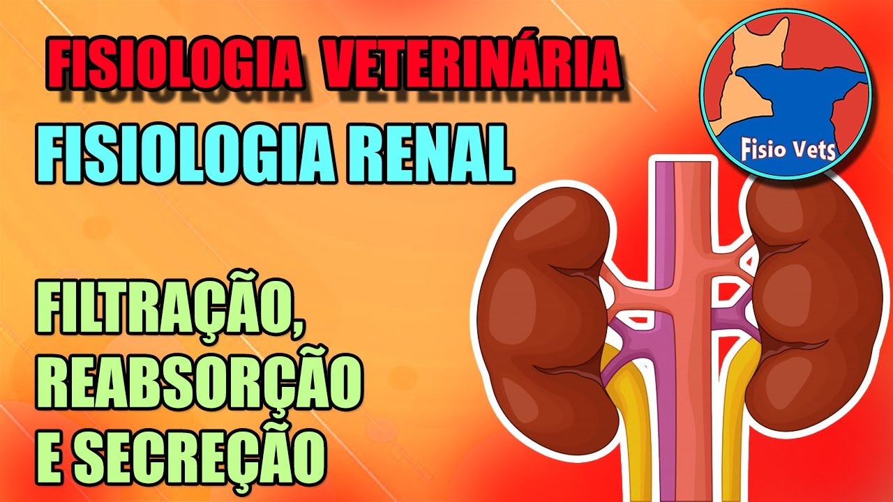Fisiologia renal - Filtração, reabsorção e secreção - fisiologia veterinária - Aula 2