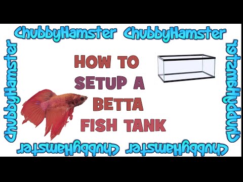 How to setup a betta fish tank
