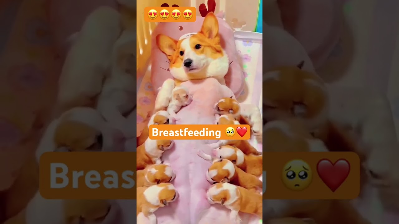 Breastfeeding 🥺 #shortvideo #corgi #ytshorts