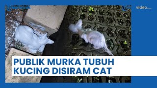 Oknum Tak Bertanggungjawab Tumpahkan Cat ke Sekujur Tubuh Kucing, Picu Amarah Publik