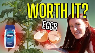 STOP Putting TUMS & Eggshells in Your Tomato Holes (Here’s Why)