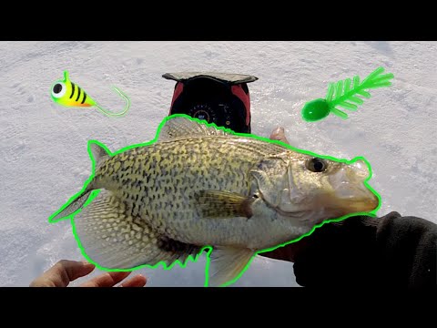 Hammer City on Giant crappies!! (INSANE BITE)