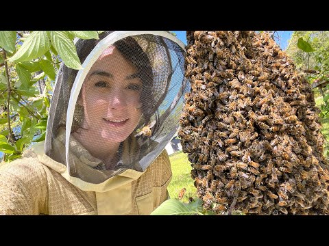Tips on Catching & (KEEPING) a Swarm of Honey Bees!