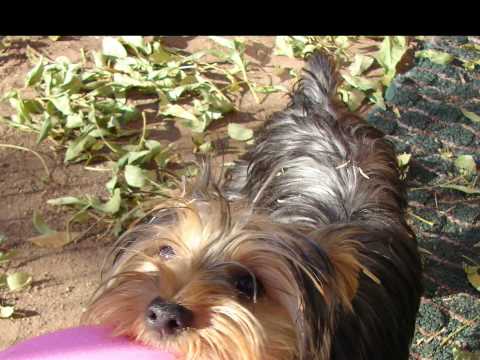 Sophie - Rehoming Female Yorkshire Terrier
