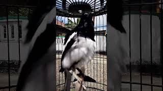 Download lagu kacer mbagong#kacermbagong #kacerbagong #kaceremosi mp3