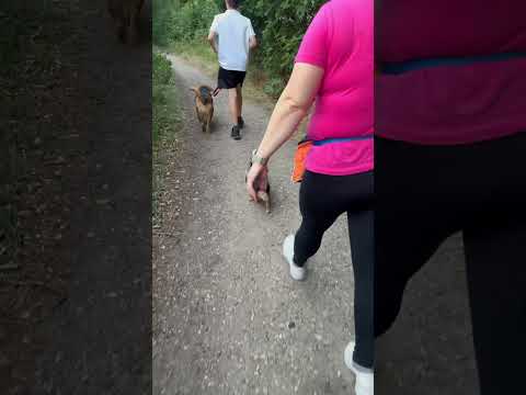Thursday day stroll with Azra and Ralf #dog #dogshorts #nature #shorts
