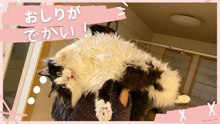 お尻が大きくて入れない猫