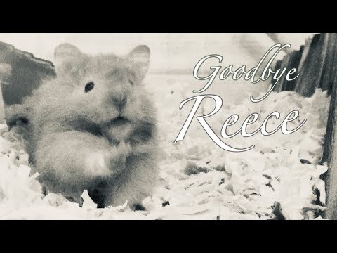 I didn’t think this would happen so soon | Fluffy Hammy