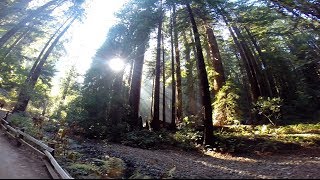 Muir Woods GoPro