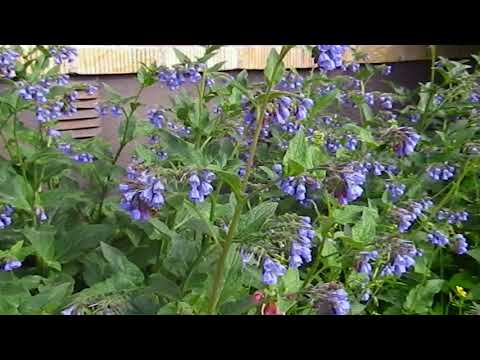 Bin i vallört 2 min - Ockelbo Bi