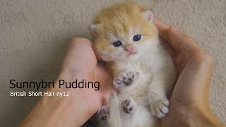 Kitten Pudding's first adventure