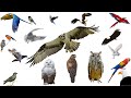 BIRD SOUNDS Eagle Owl Eagle Owl Parrot Woodpecker Bullfinch Chickadee Finch Animal Sounds