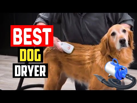 Top 5 Best Dog Dryer for Home Grooming in 2023