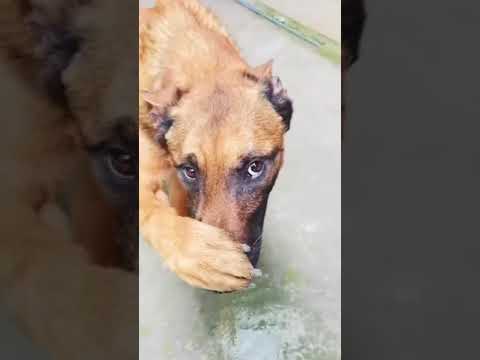 VA MOJ KER DE DOG KO GANDI SUGANDHA a gai