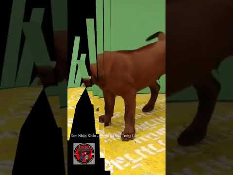 Đực Khủng - Lưỡi Đen Nhập Khẩu - 0363684644 Trung Lùn