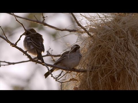 Vrabčiar bielopásy (Plocepasser mahali) — spev a hlas v prírode