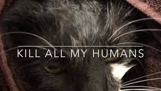 KILL ALL MY HUMANS Unhappy Cat Video