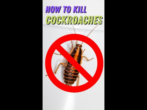 ゴキブリを駆除する方法 #shorts