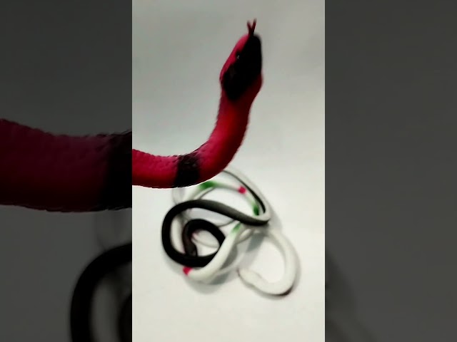 Vídeo relacionado con MenYiYDS Rubber Snake Pitón Bola, Serpiente de Goma de Juguete, Serpiente de Broma, Regalo para Niños, Juegos Infantiles Educativos, Muñecos para Regalar, serpientes de goma, serpiente juguete