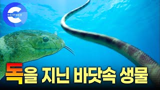맹독을 지닌 바닷속 생물들