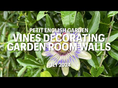 壁を隠す常緑植物の価値を高める本格的な壁トレリス