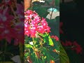 Aesthetic Nature Status Tu Jo Chule Pyaar Se Love Song Status Love Status ️ Staus Short