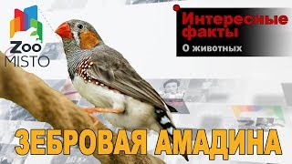 Почему самец амадин клюет самку