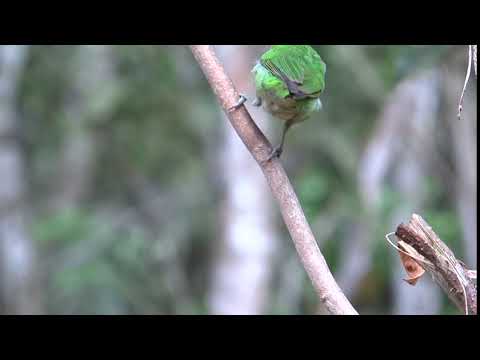 Chlorophanes spiza - Green Honeycreeper female