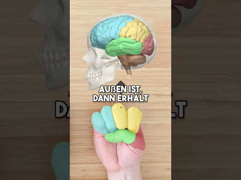 Kann man sich so den Gehirn-Aufbau merken?
