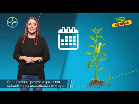 Hibrid KUKURUZA DKC 5092, FAO 440 - U nasem ataru