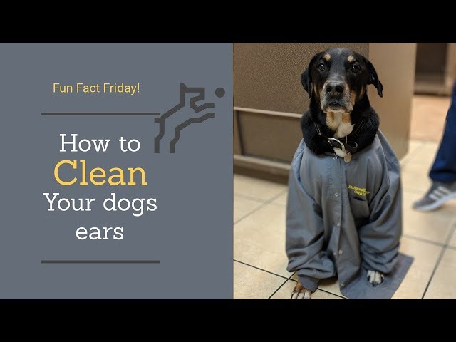 How To Clean Your Dogs Ears!