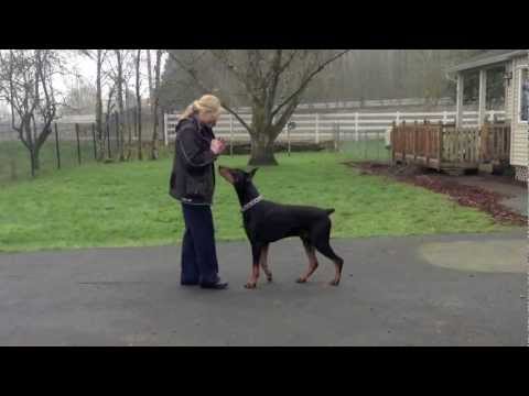 Ch. Wyndem's Knights Quest