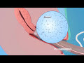 How To Use Condoms For Men How To Wear A Condom Manipal Hospitals