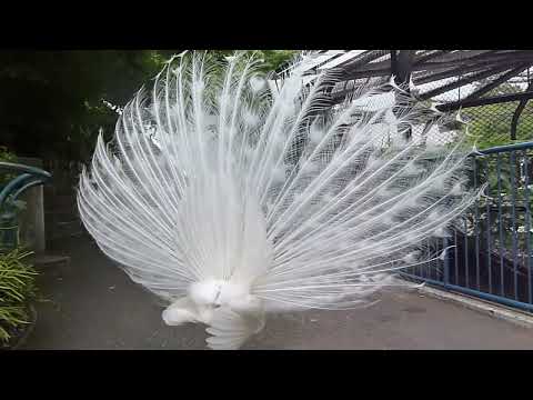 クジャクホイールシダ