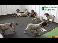 German Shorthaired Pointer dogs for sale: Happy - Video 1