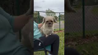 Video preview image #1 Shih Tzu Puppy For Sale in Weston, FL, USA