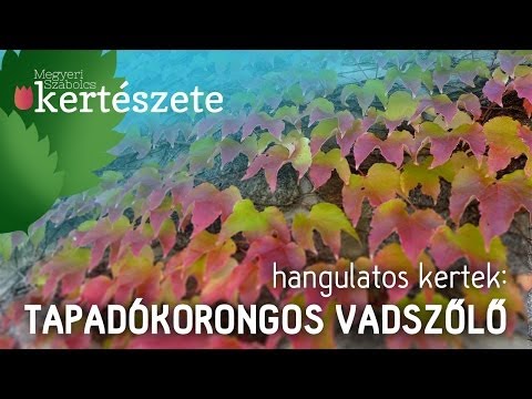 Hangulatos kertek - Tapadókorongos vadszőlő növekedése - Megyeri Kertészet