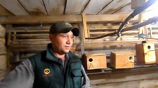 Что делать если самец амадин клюет самку от самца