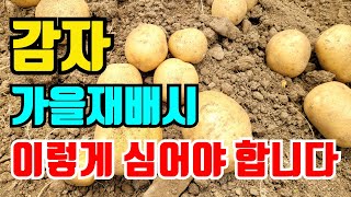 가을 감자재배 꼭 이렇게 심어야 합니다. 봄처럼 심으면 다 썪어요