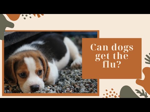 Can Dogs Get the Flu?