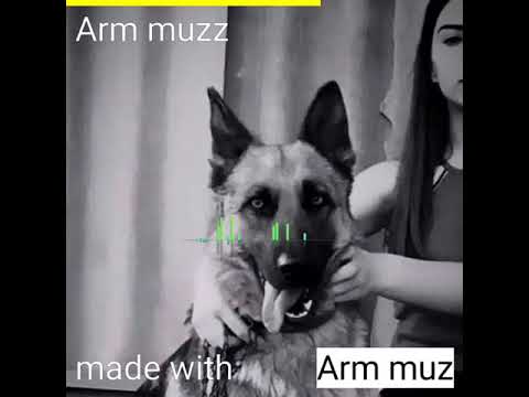 Arm muz bass
